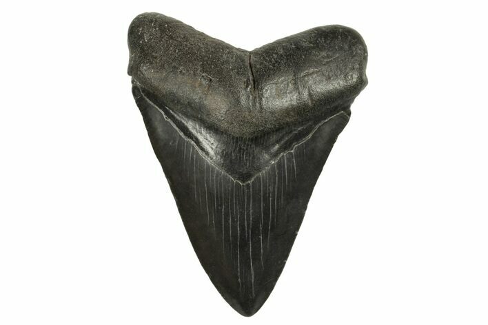 Fossil Megalodon Tooth - South Carolina #294410